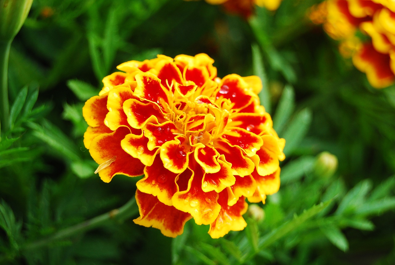 clove flower plant free photo