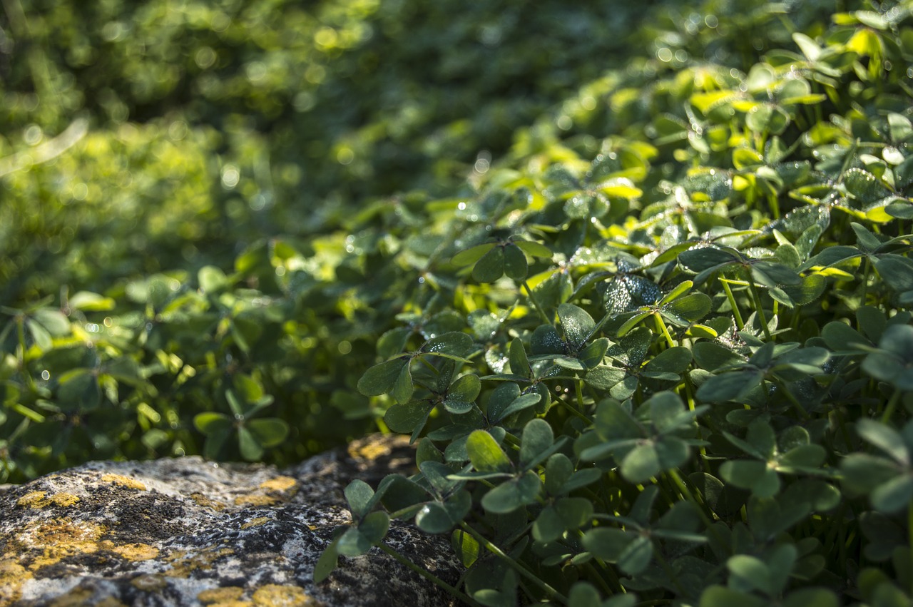 clover field green free photo