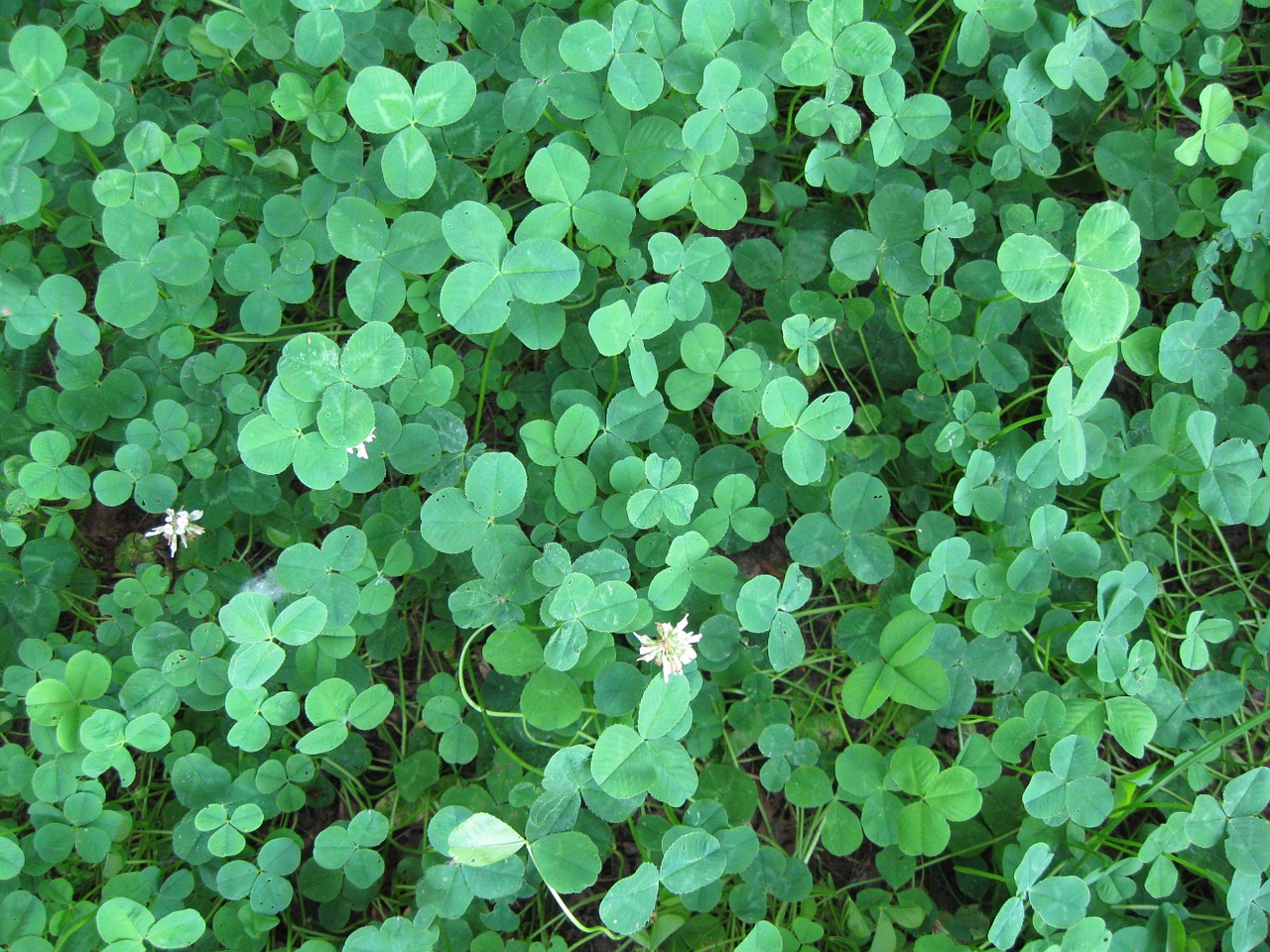 clover green nature free photo