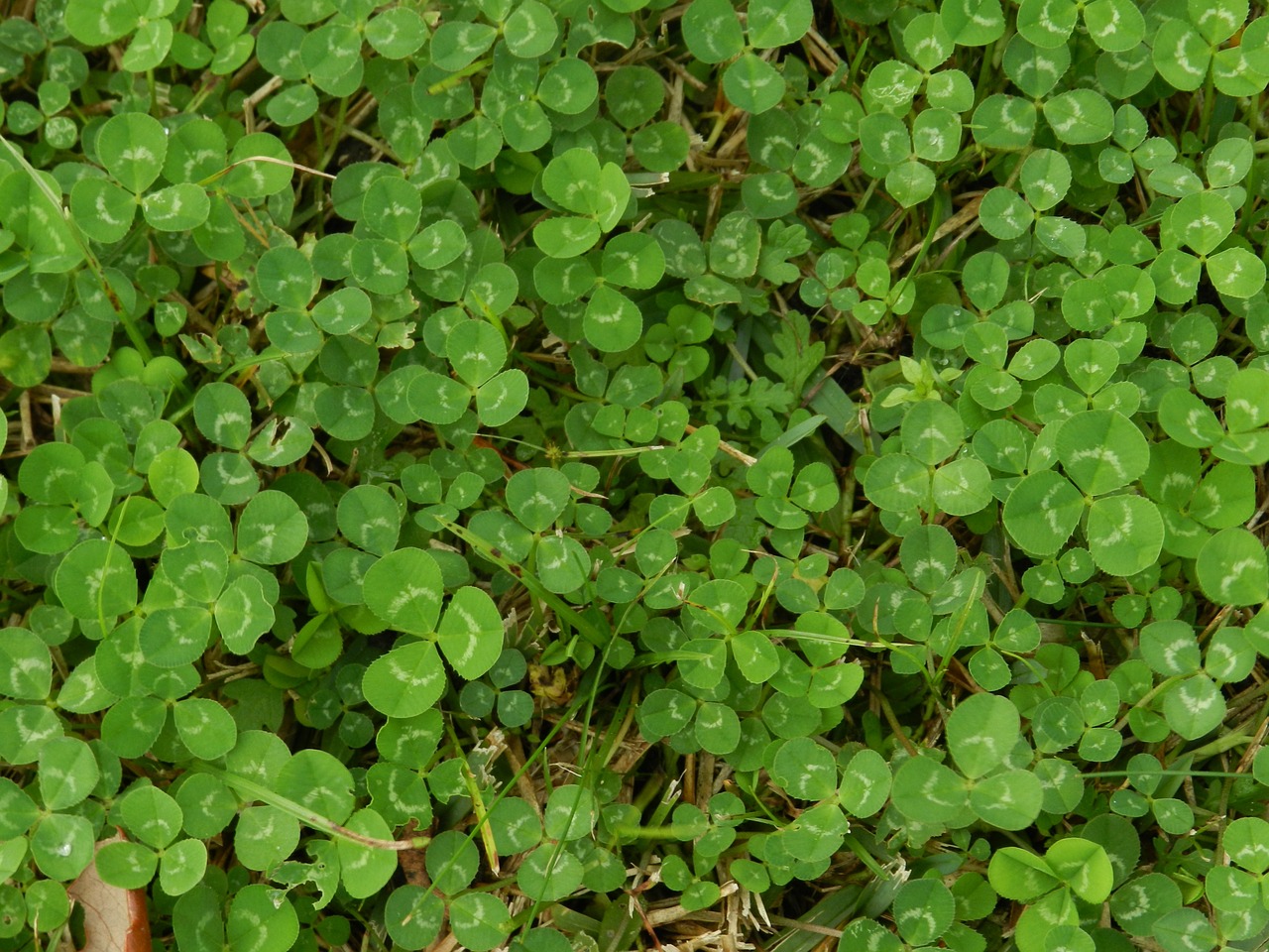 clover green luck free photo