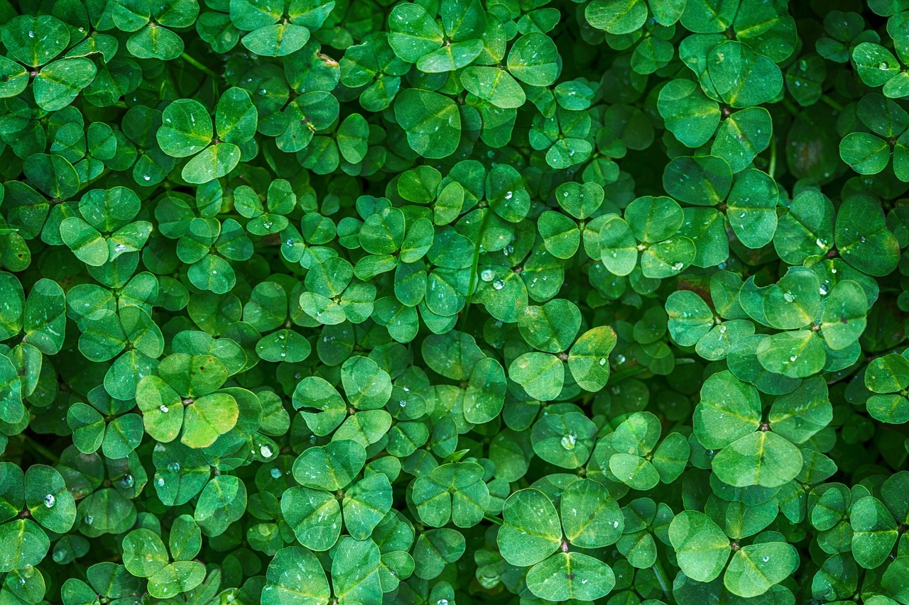 clover plant green free photo