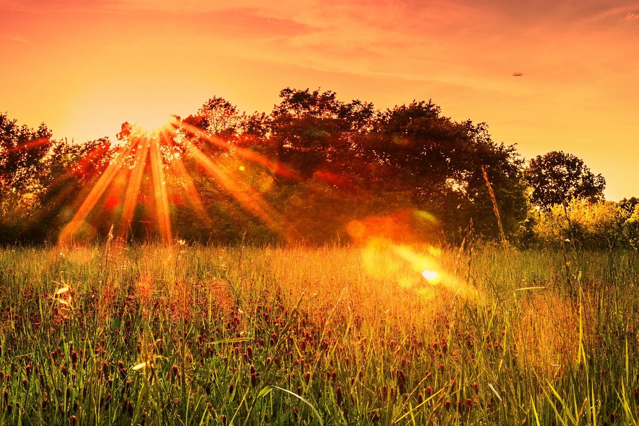 clover sunset trees free photo