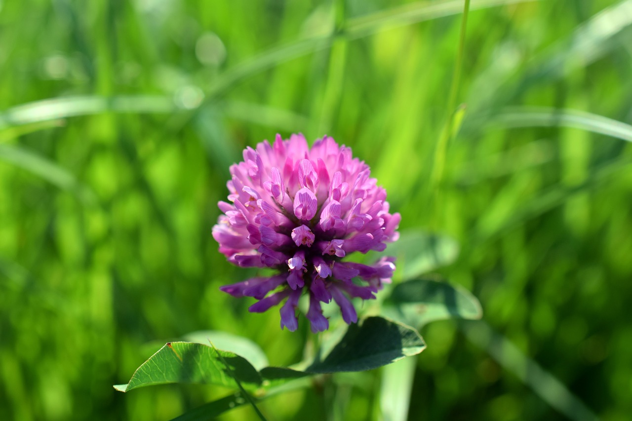 clover pink purple free photo