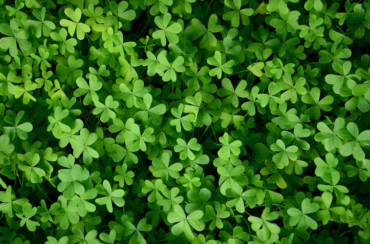 clover the background green free photo