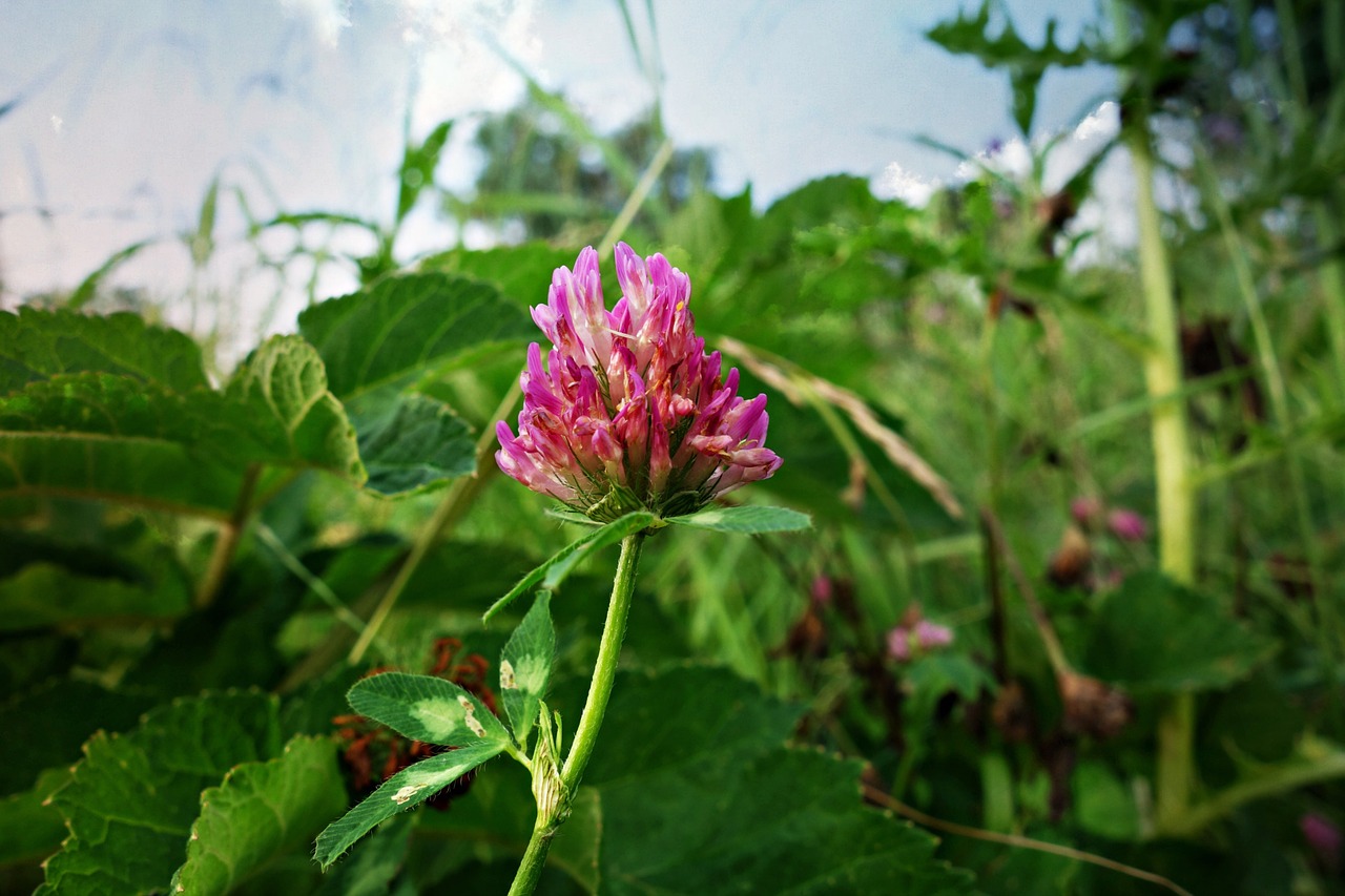 clover red clover plant free photo