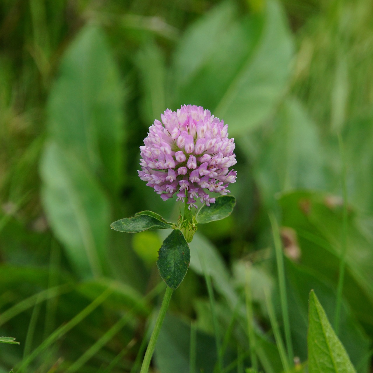 clover red clover herb free photo