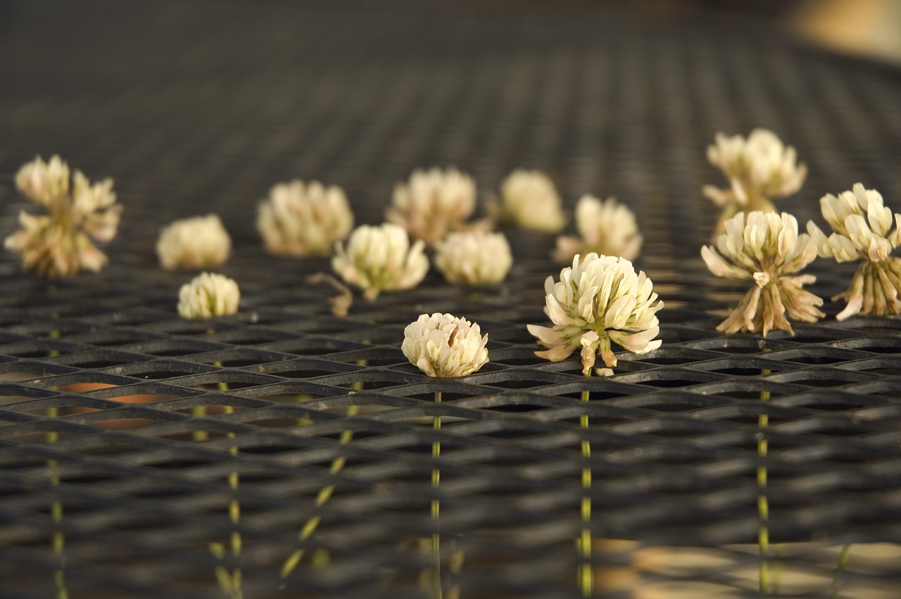 clover white plant free photo