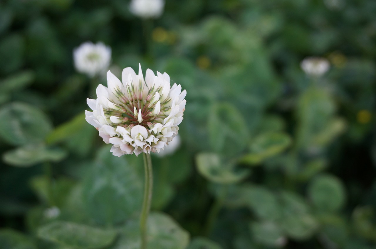 clover wild flowers spring free photo