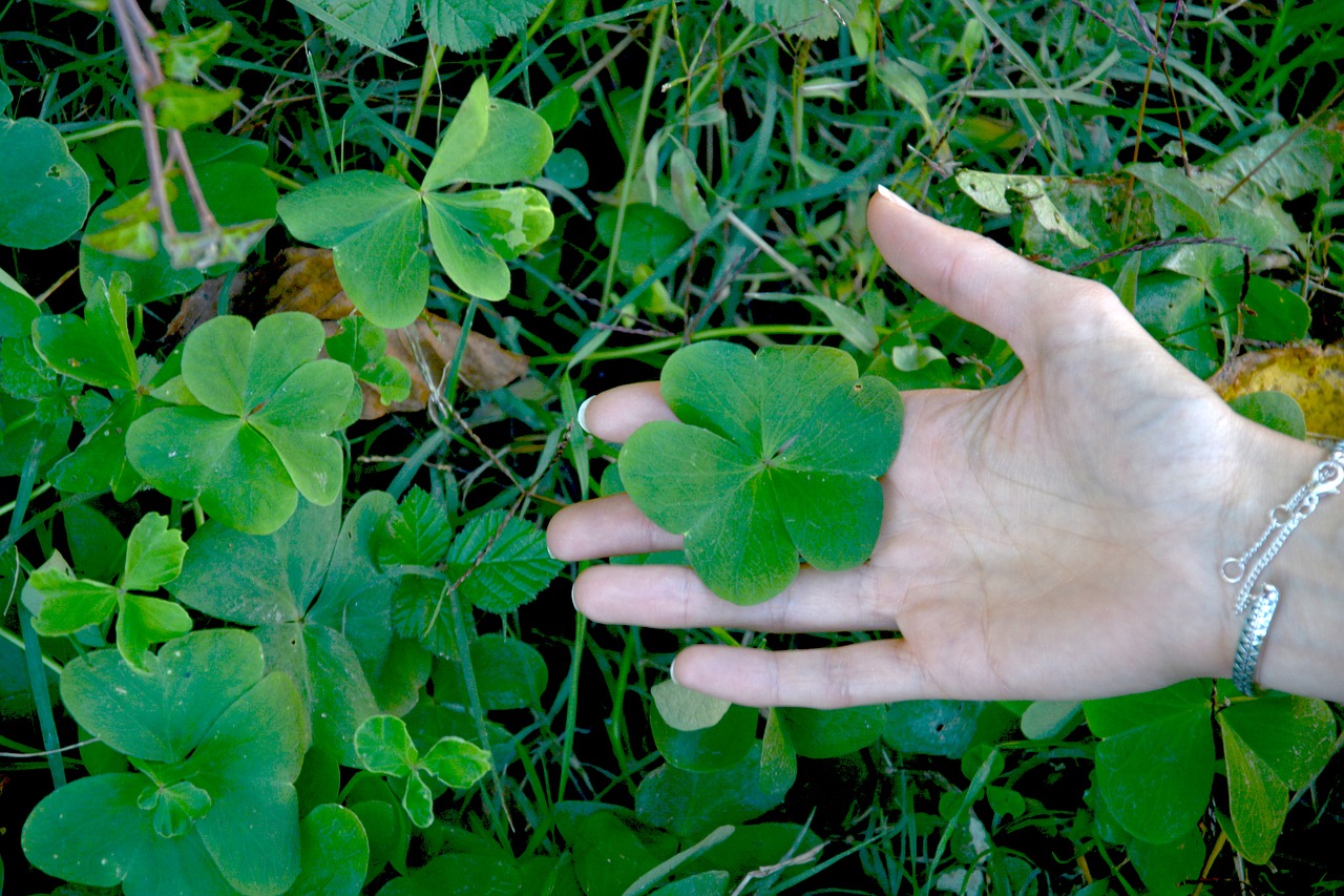 clover hand grass free photo