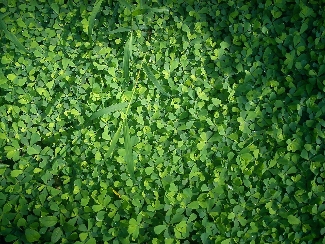 clover grass green free photo