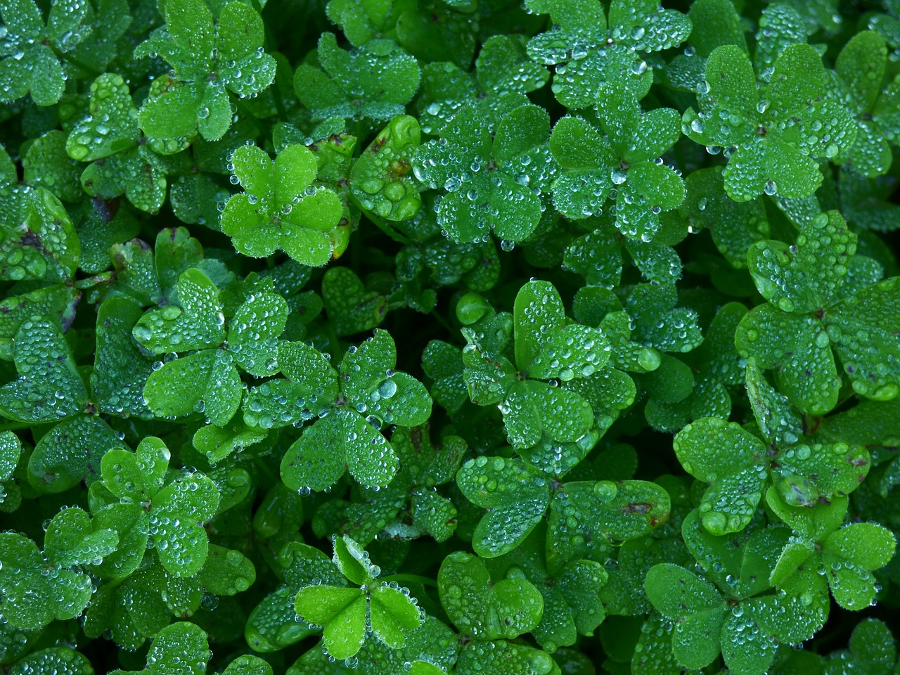 clover garden green free photo