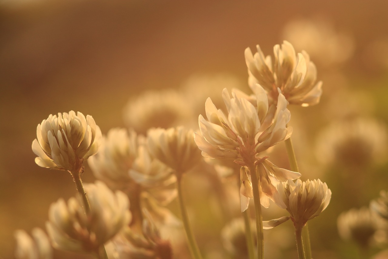 clover flower plant free photo