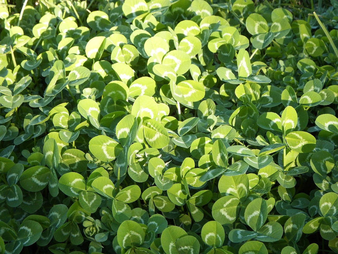 clover meadow green free photo