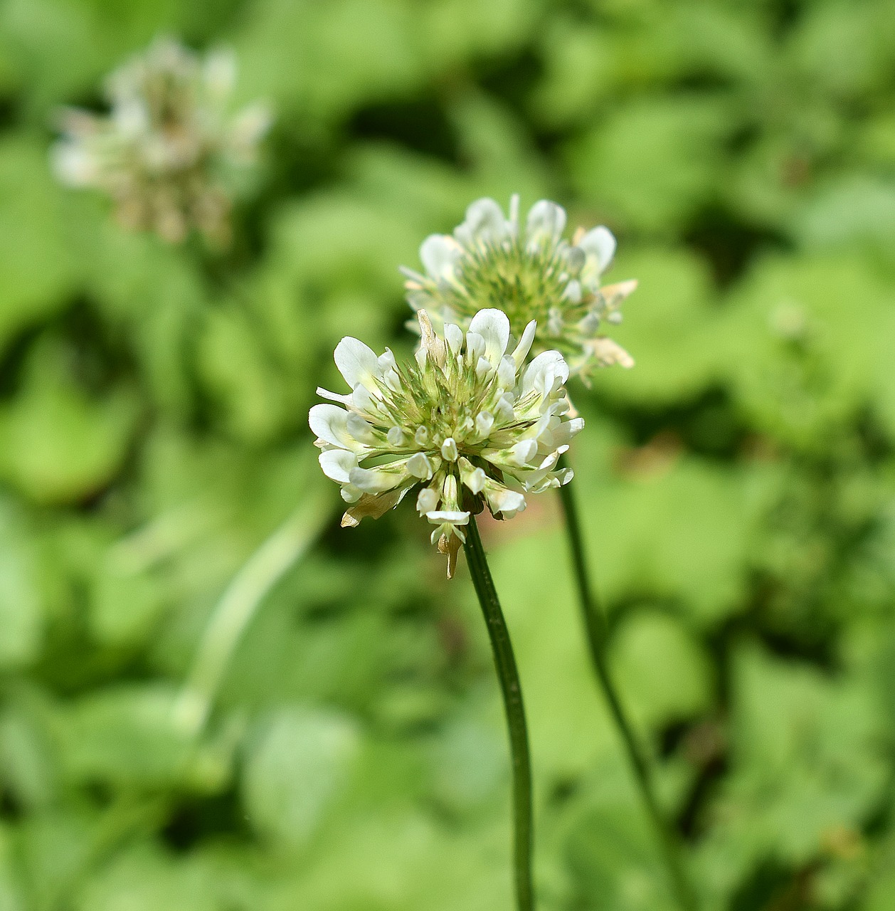 clover blossom bloom free photo