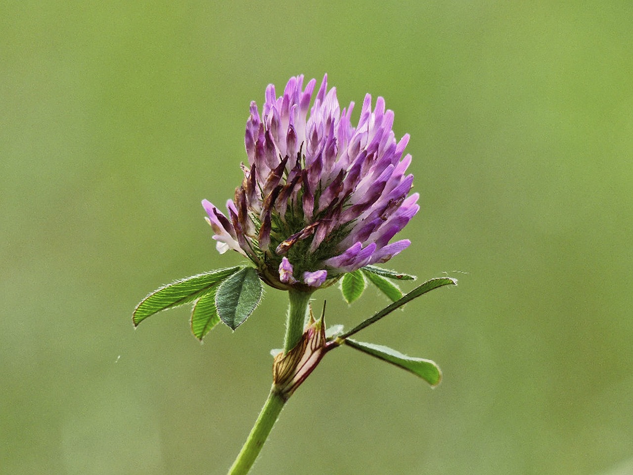 clover pink close-up free photo