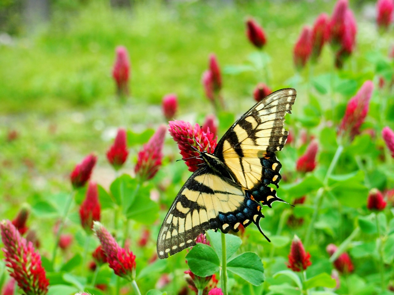 clover butterfly nature free photo