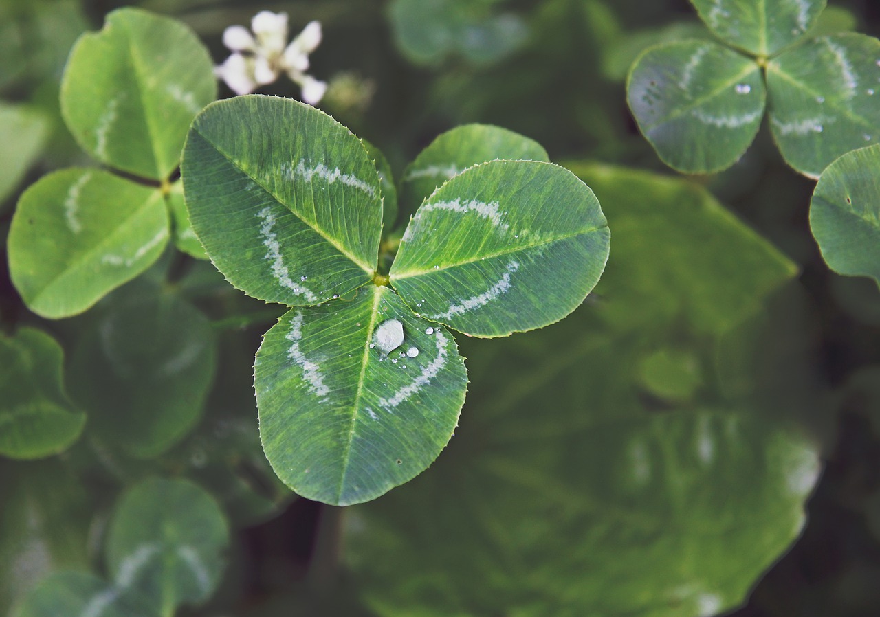 clover trifoliate macro free photo