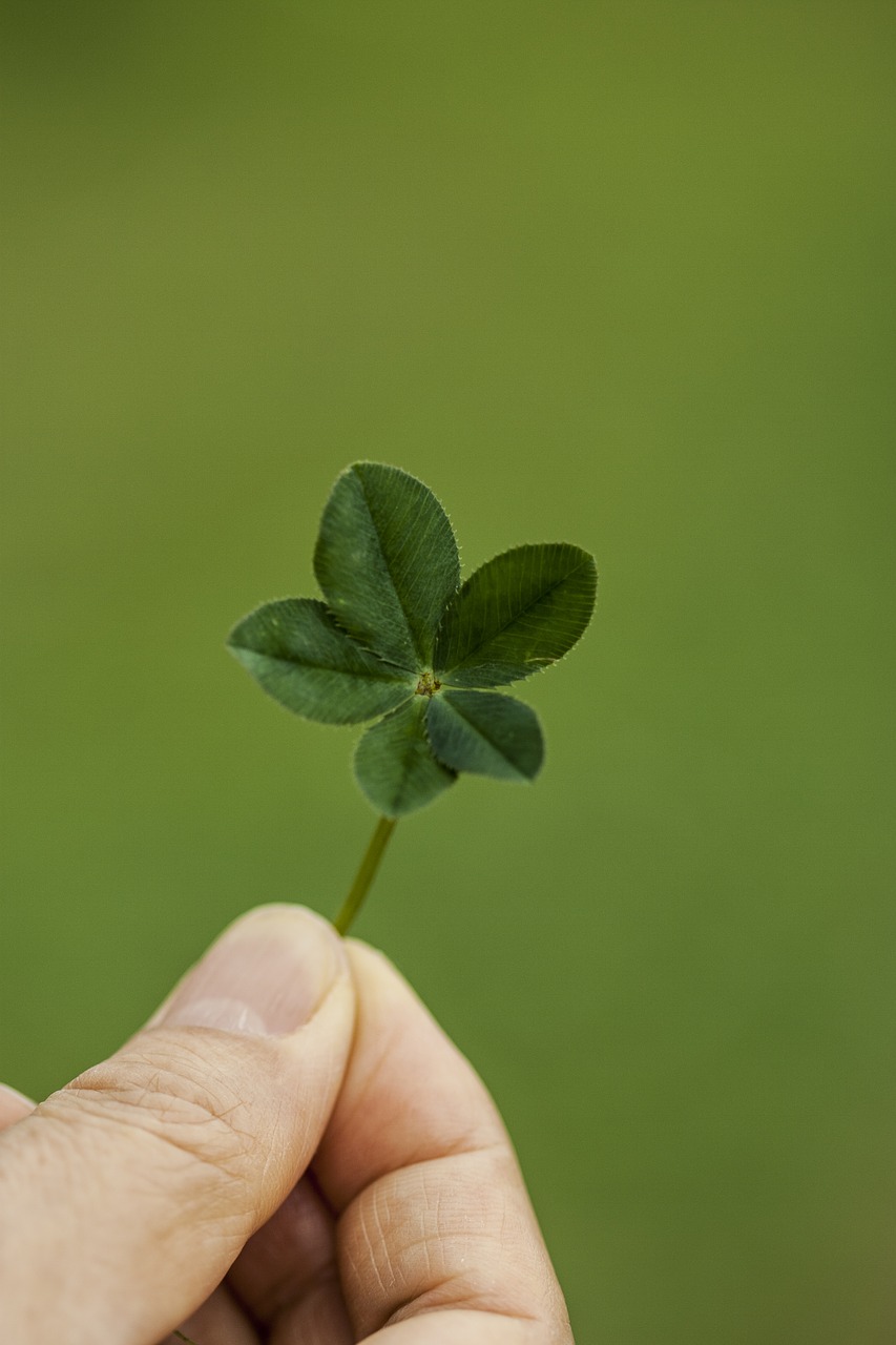 clover abstract pool free photo