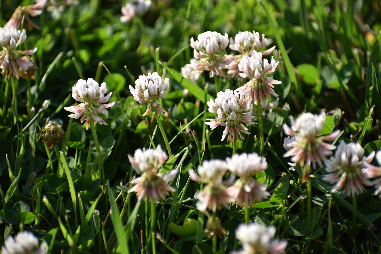 clover grass nature free photo