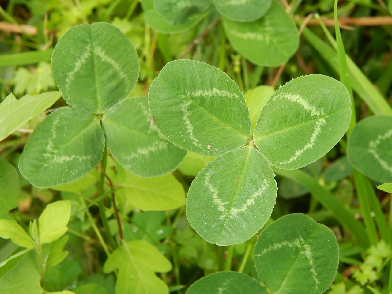 clover leaves green free photo