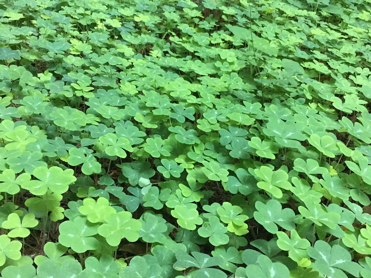 clover green nature free photo