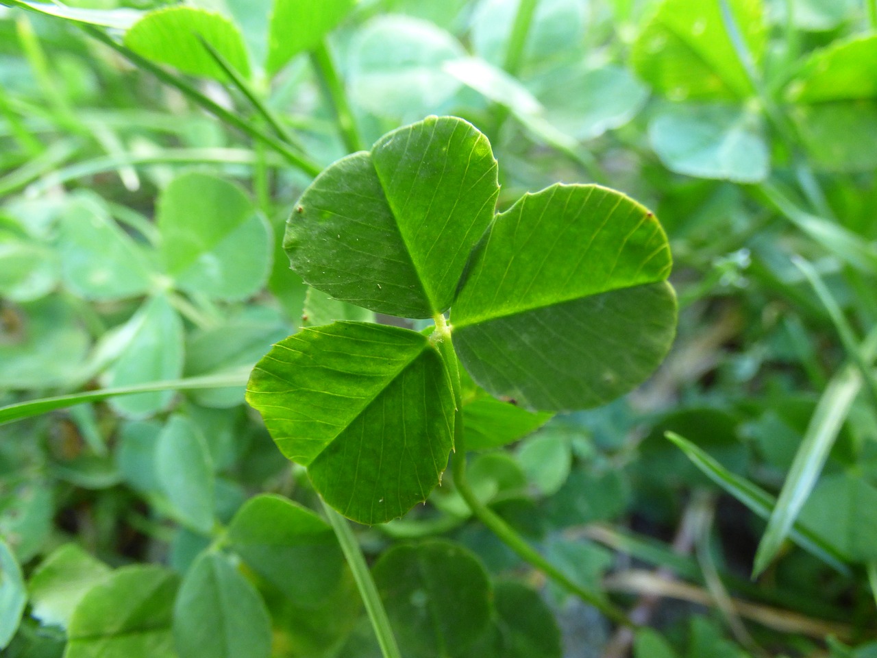 clover grass green free photo