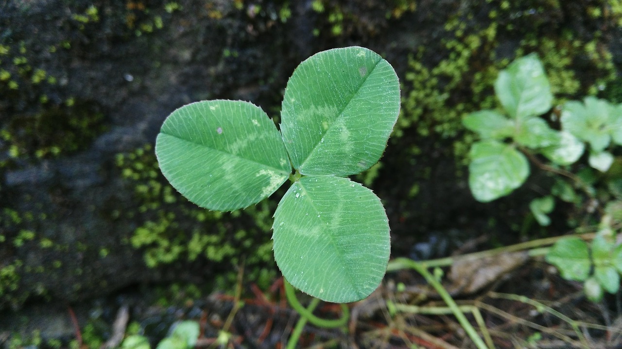 clover lonely stubborn growth free photo