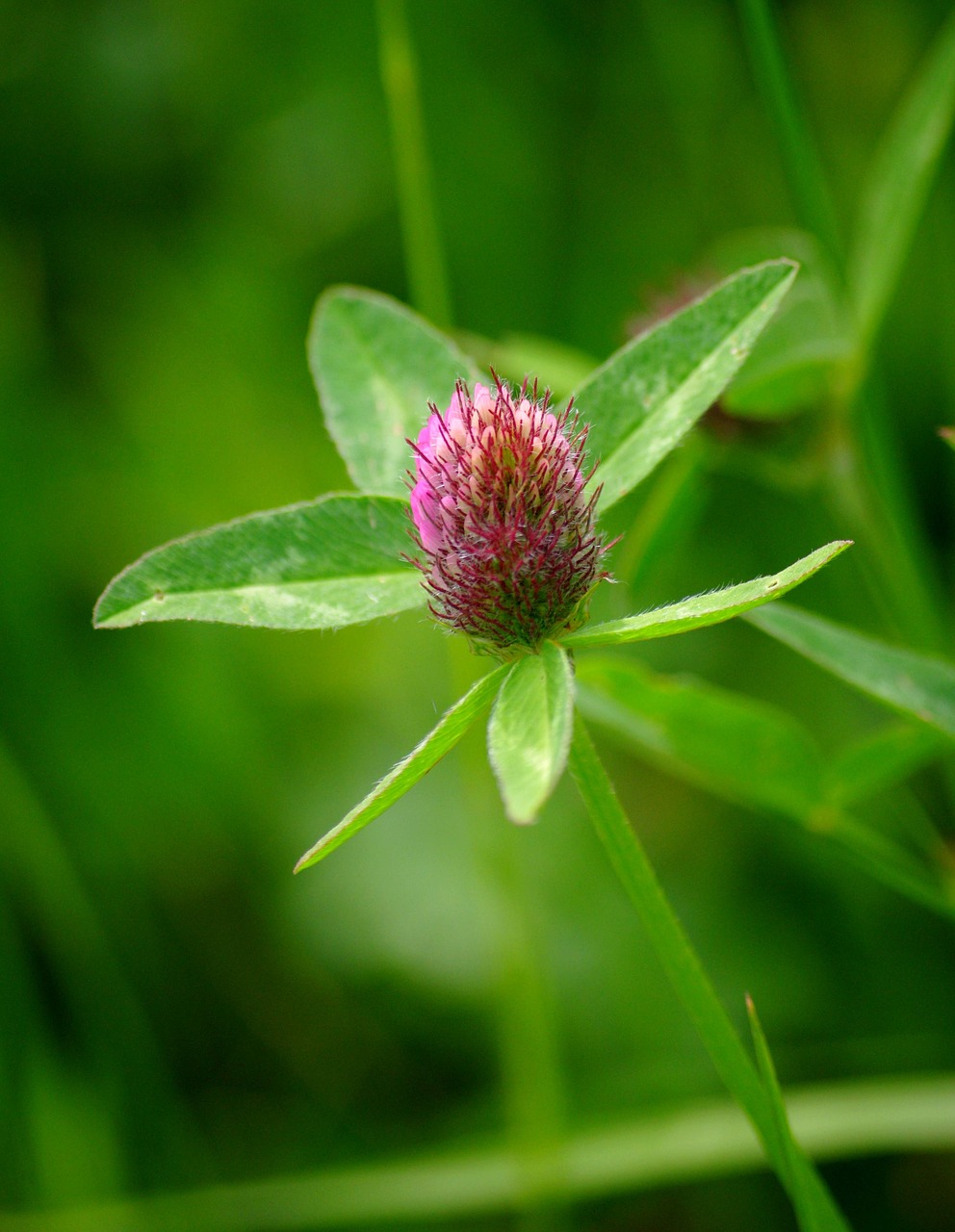 clover flower nature free photo