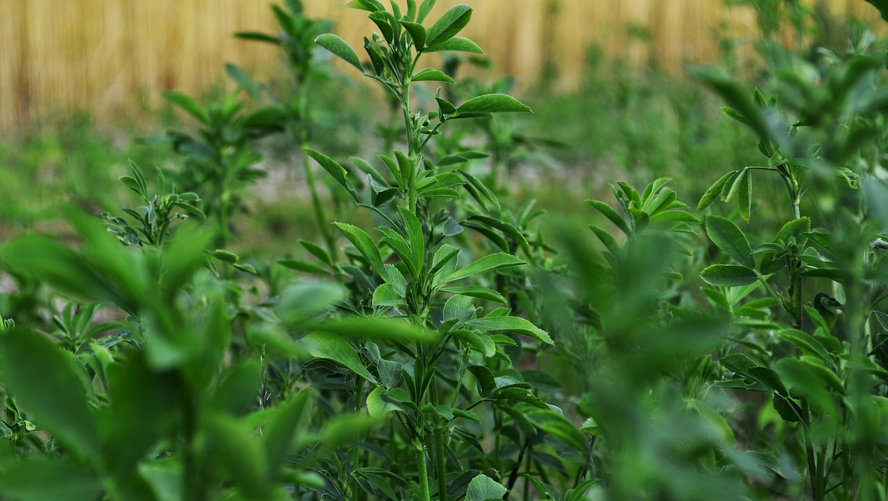 clover lucerne green free photo