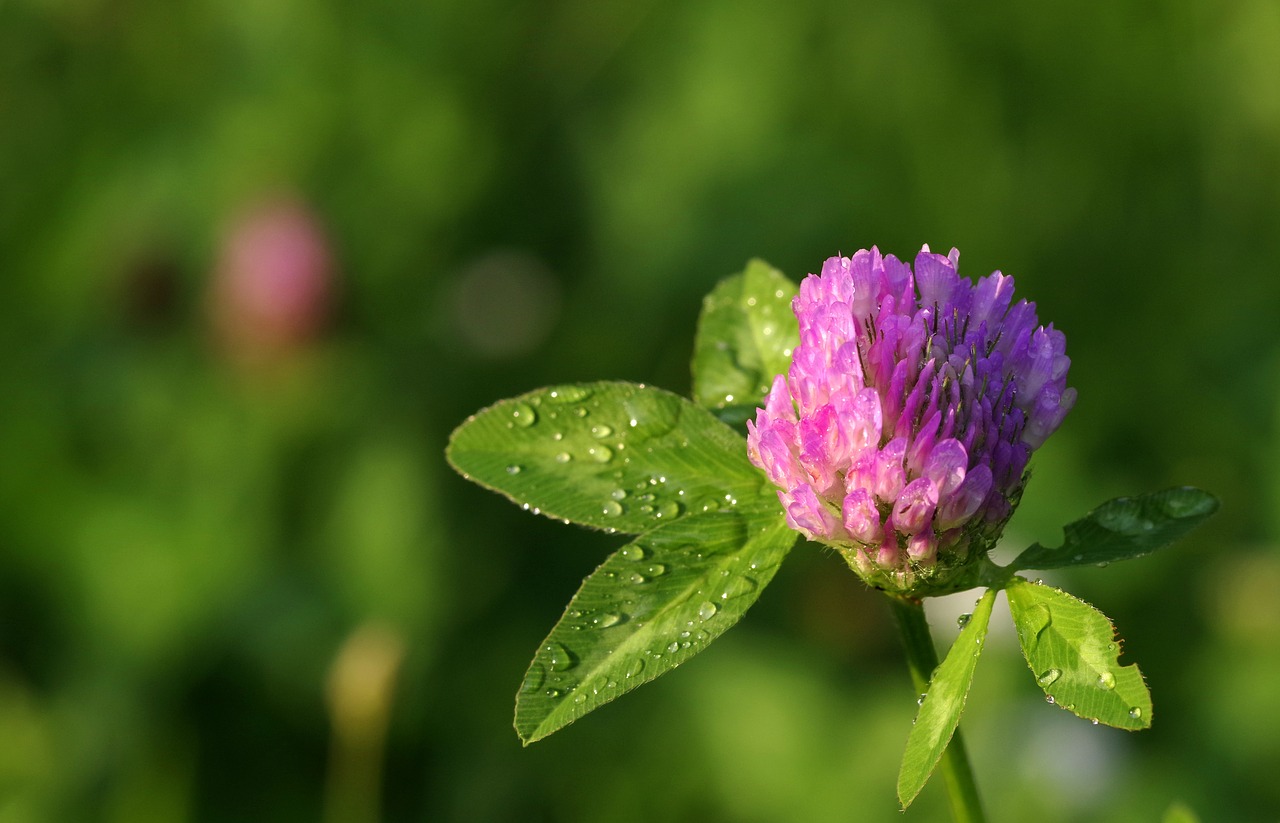 clover red blue free photo