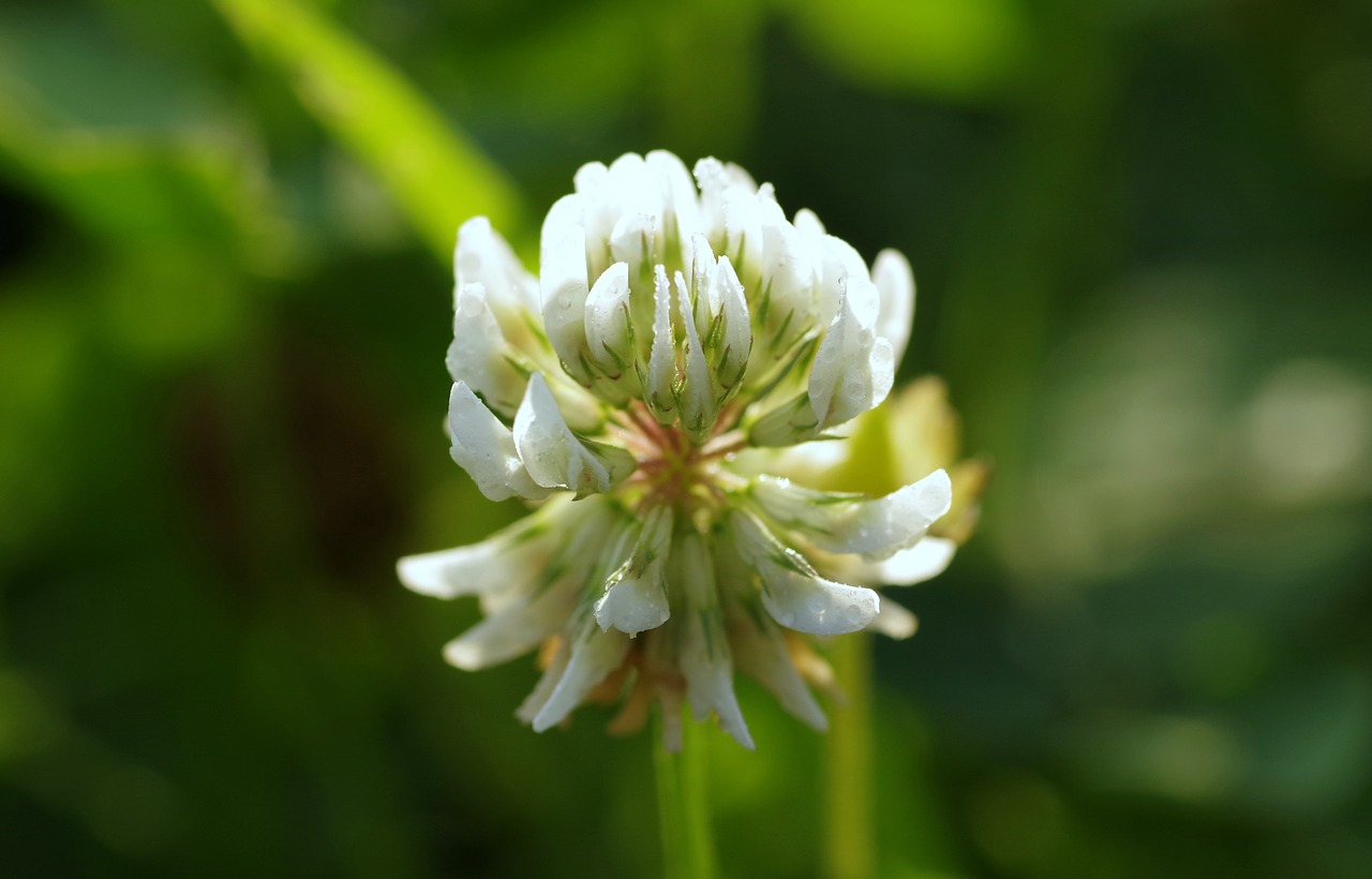 clover white łąkowa free photo