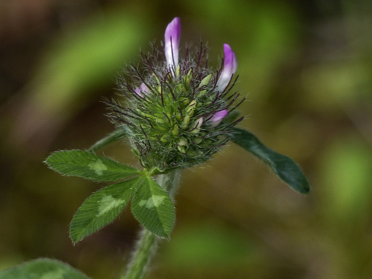 clover leaves meadow free photo