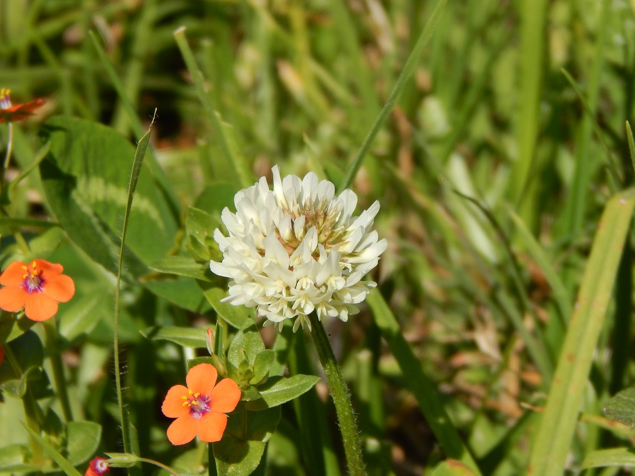 clover white flowers free photo