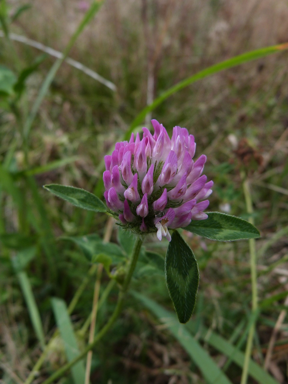 clover field flower free photo