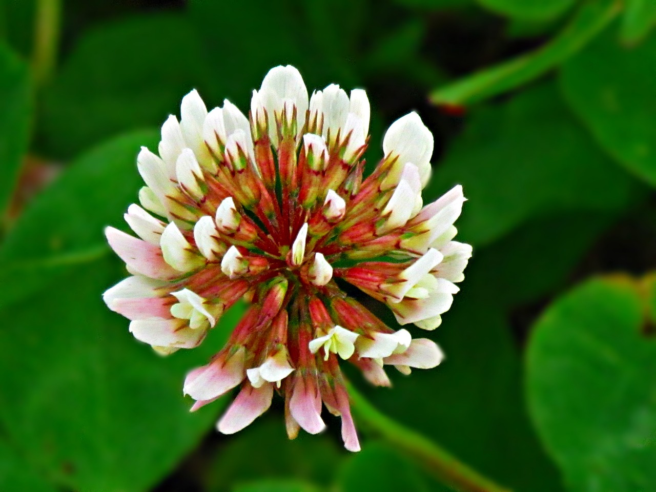 clover flower nature free photo