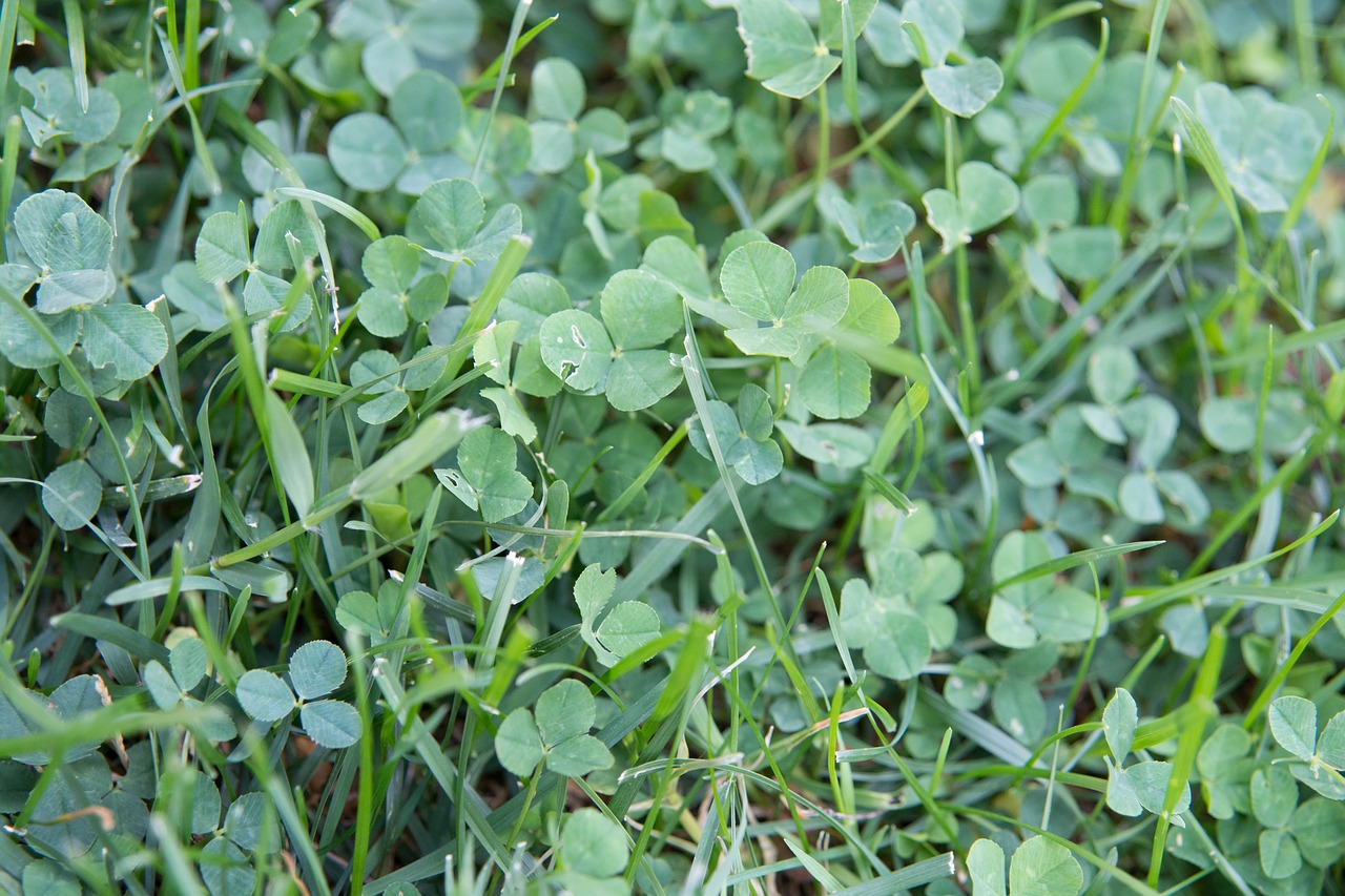 clover grass nature free photo