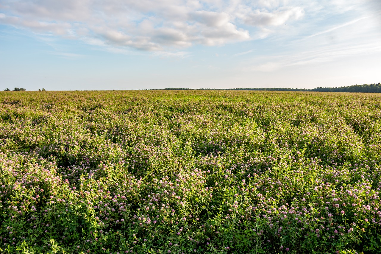 clover meadow field free photo