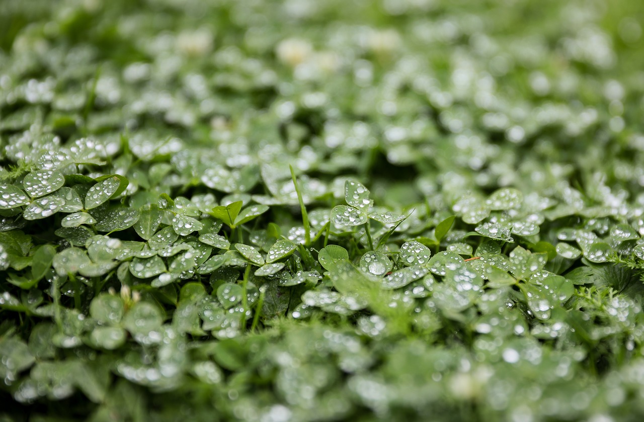 clover alfalfa rain free photo