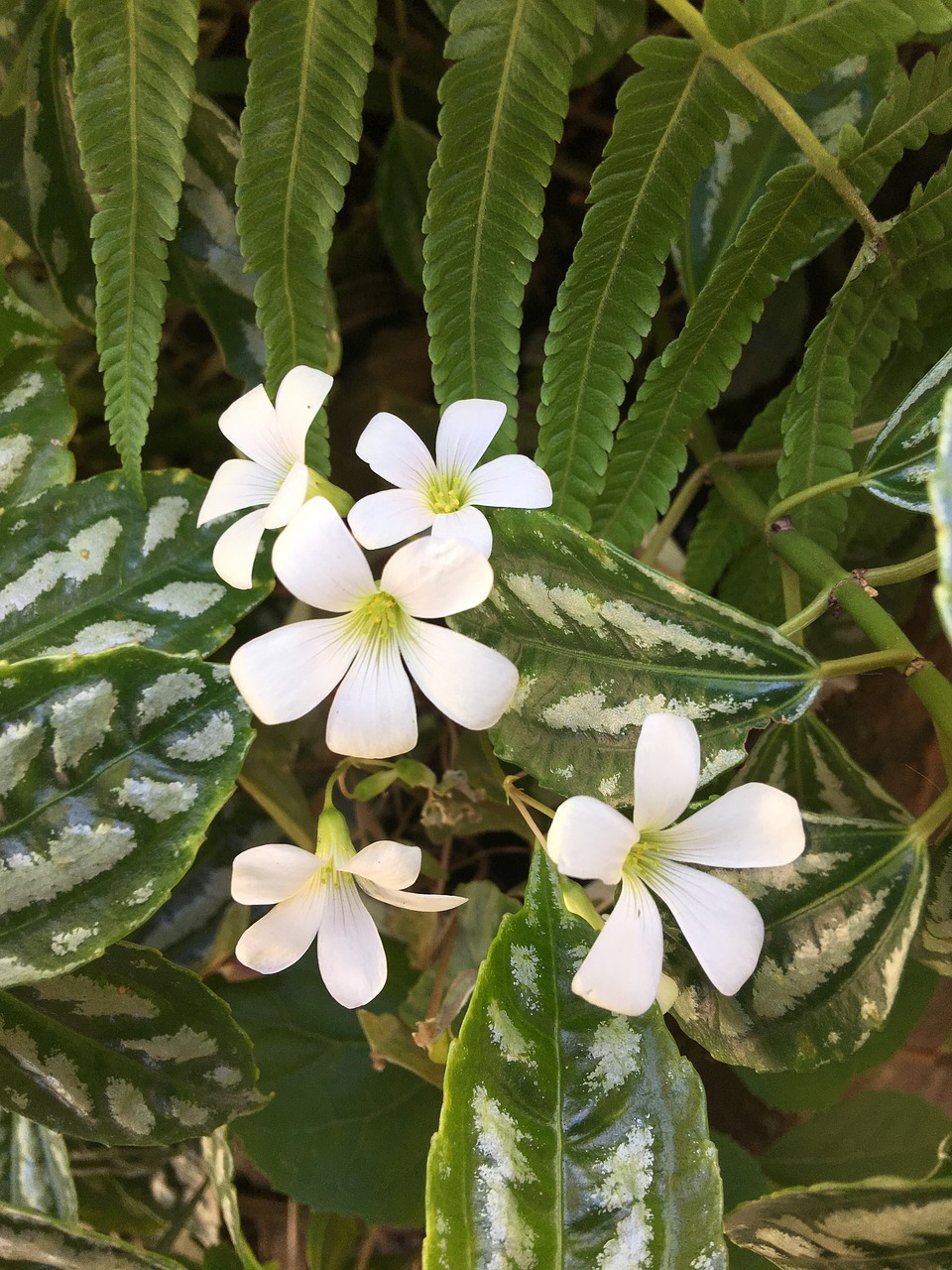 clover white nature free photo