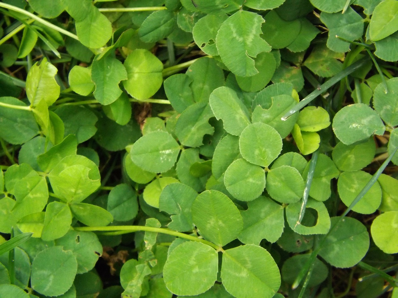 clover green leaves free photo