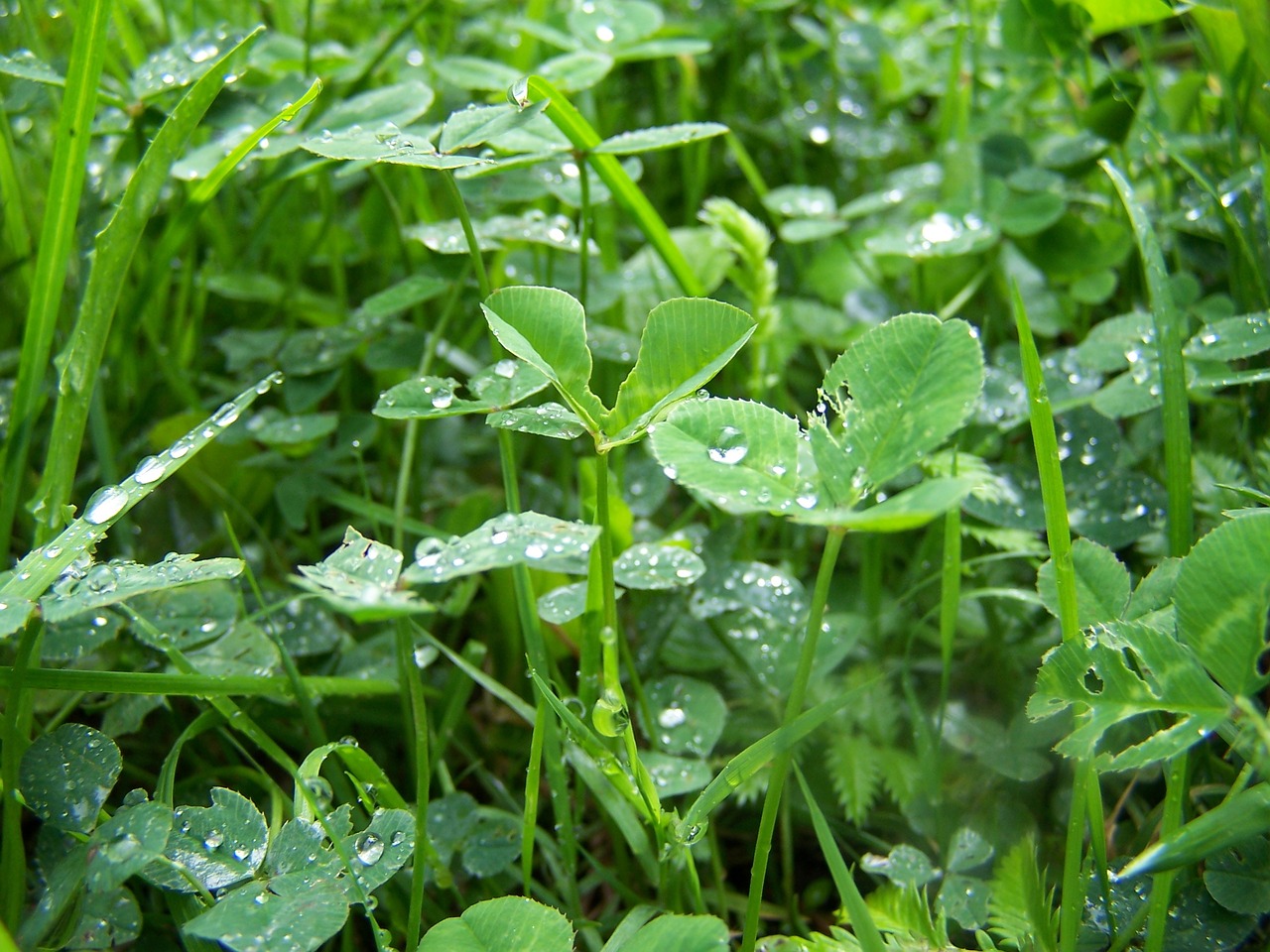 clover rosa meadow free photo