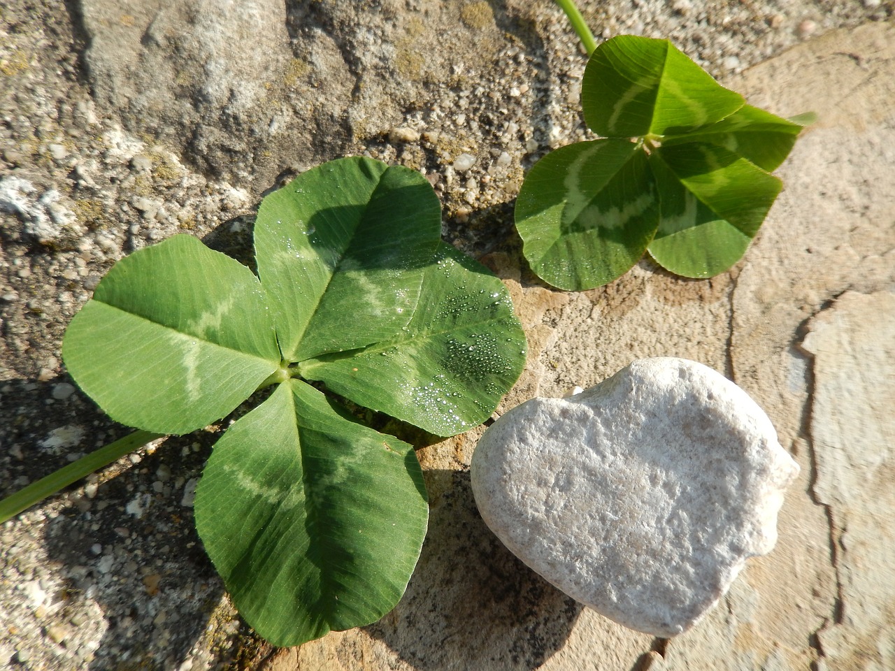 clover heart nature free photo