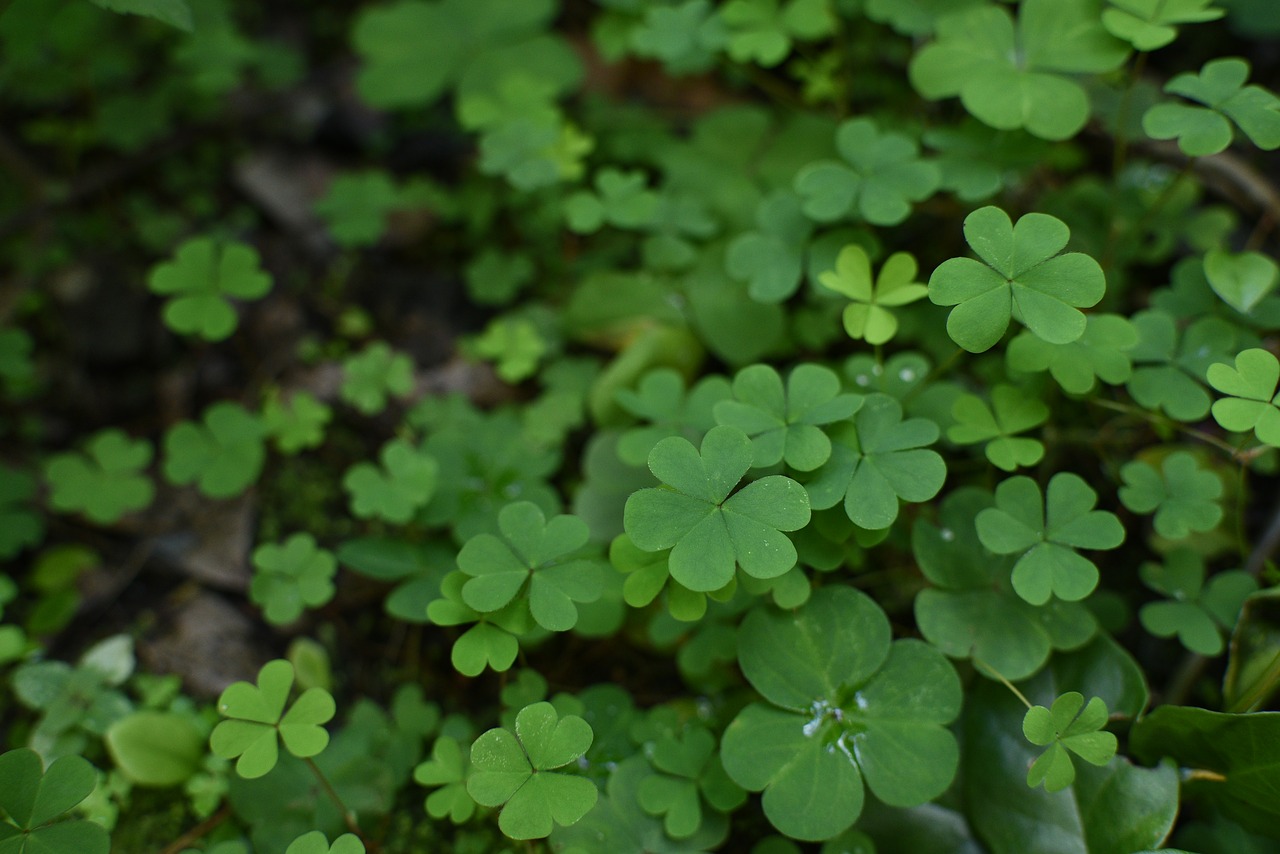 clover plant environment free photo