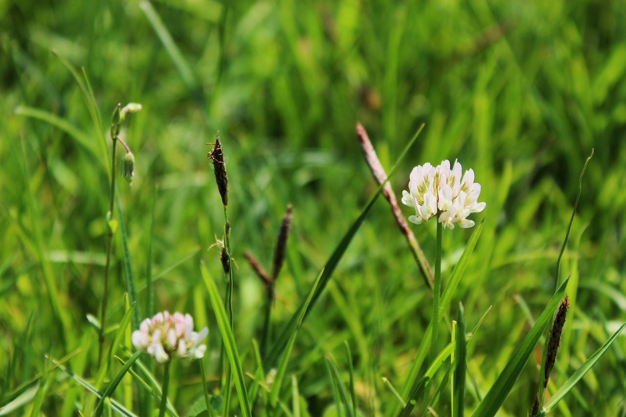 clover  clover flower  meadow free photo