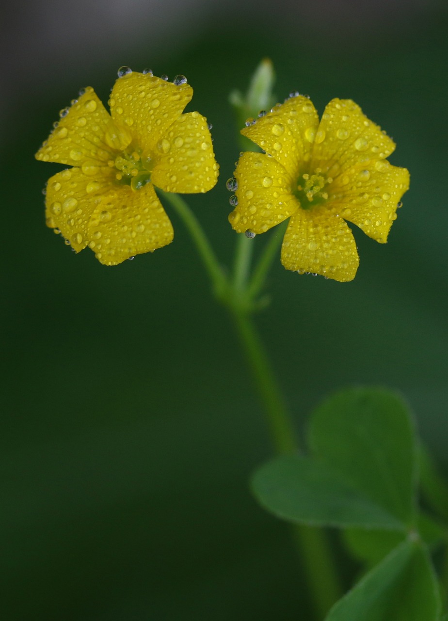 clover  flower  yellow free photo