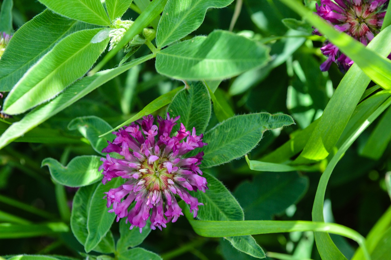 clover  flower  meadow free photo