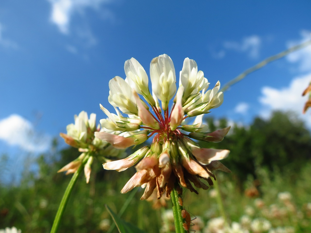 clover flower nature free photo