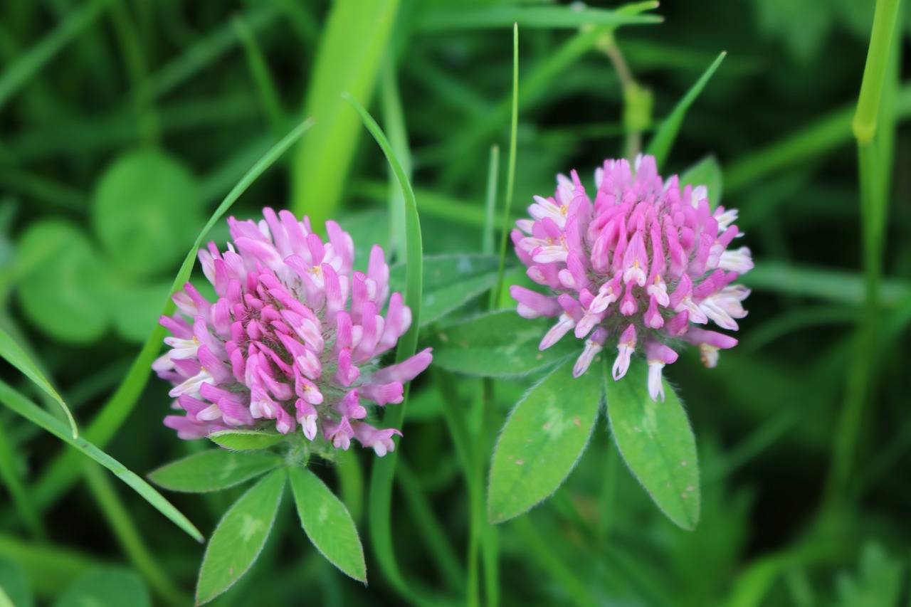 clover  flower  blossom free photo