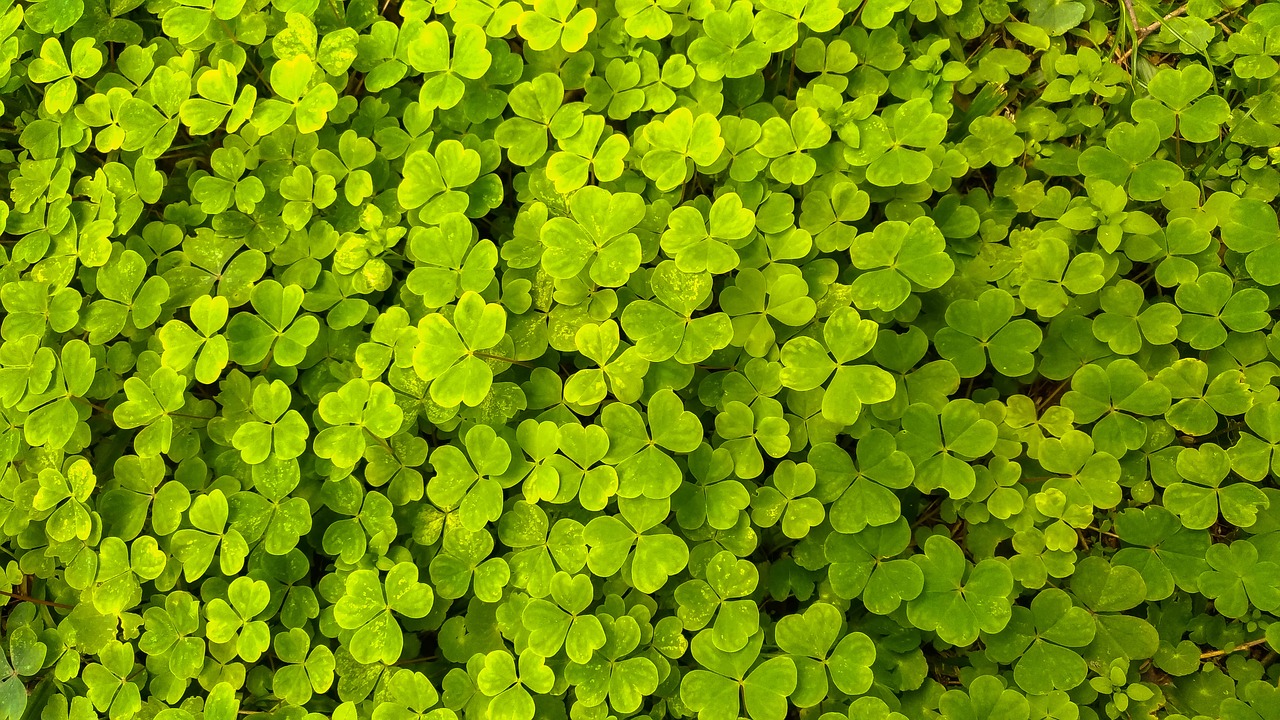 clover  nature  green free photo