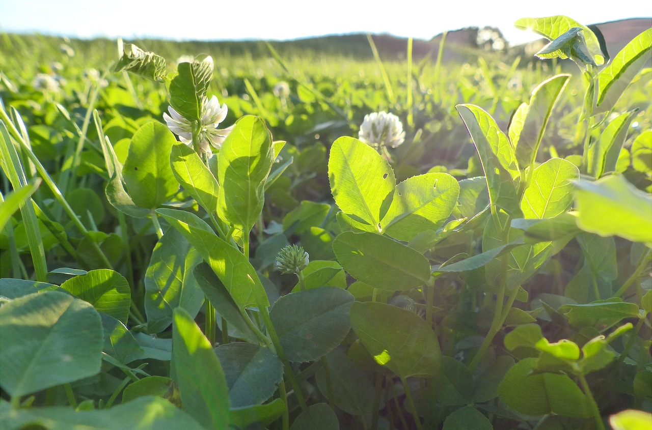 clover  flower  sheet free photo